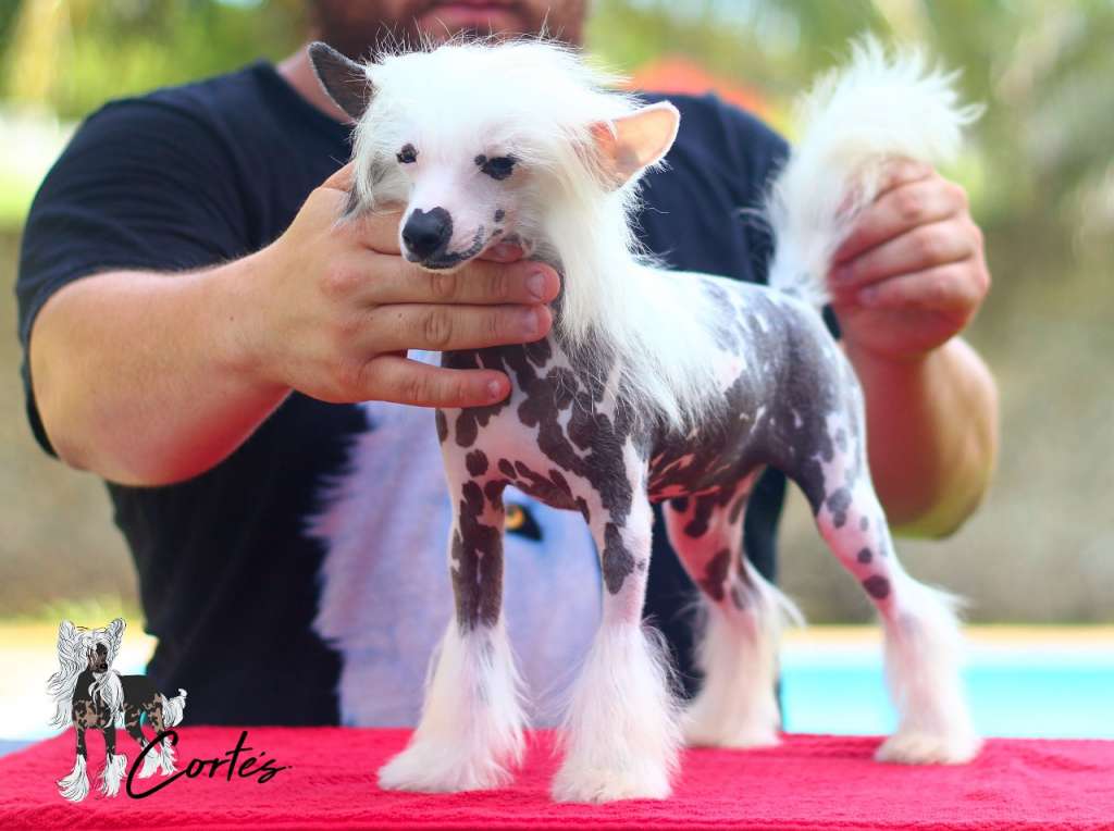 Agatha The Pink Love