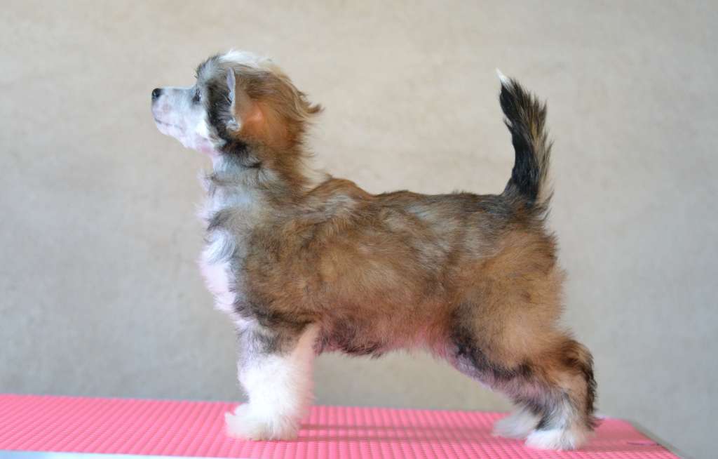 Esmeralda iz Sozvezdiya Khana