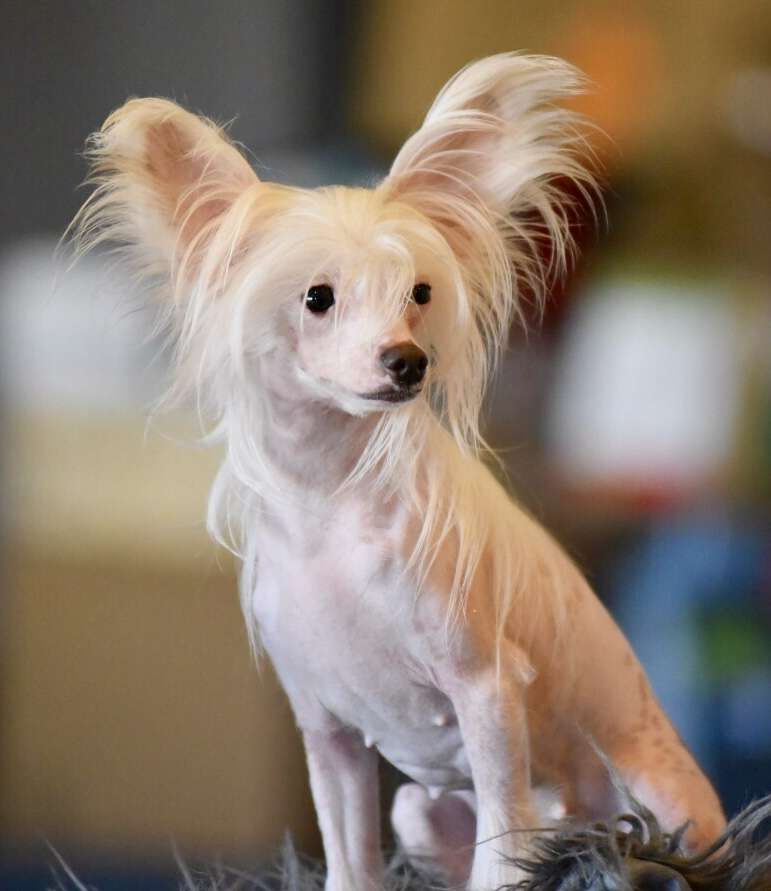 Bella Constanta Chung Chang