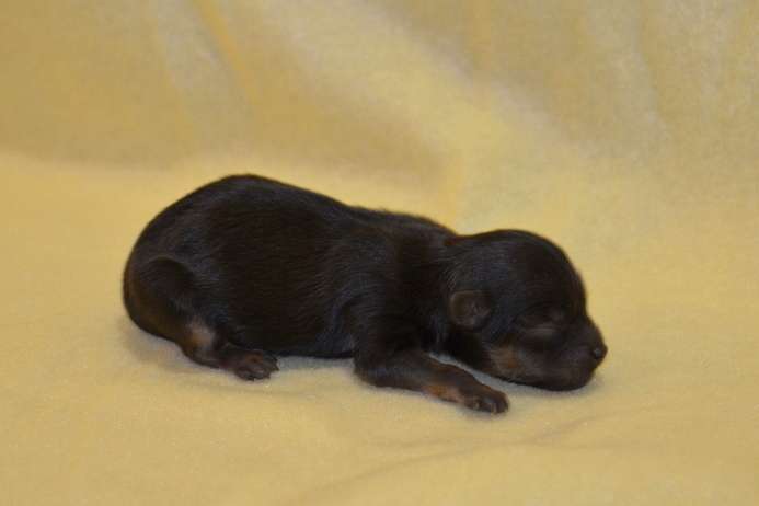 Rayskaya sladost Glafira