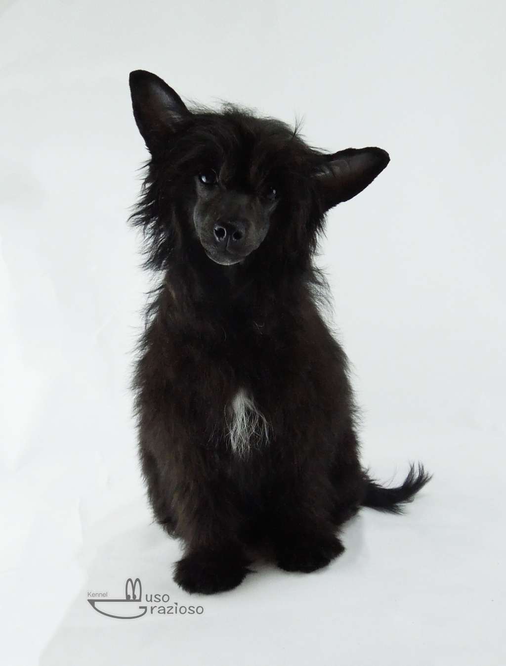 Muso Grazioso Indigo