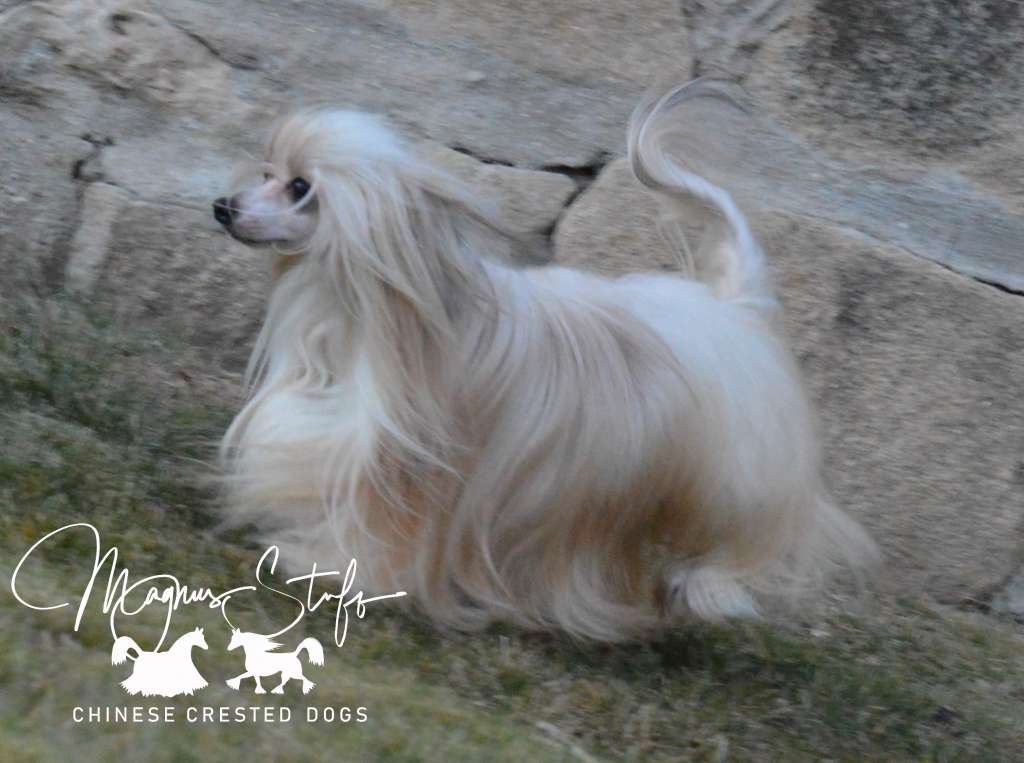 JCH Magnus Staff Anima Libera