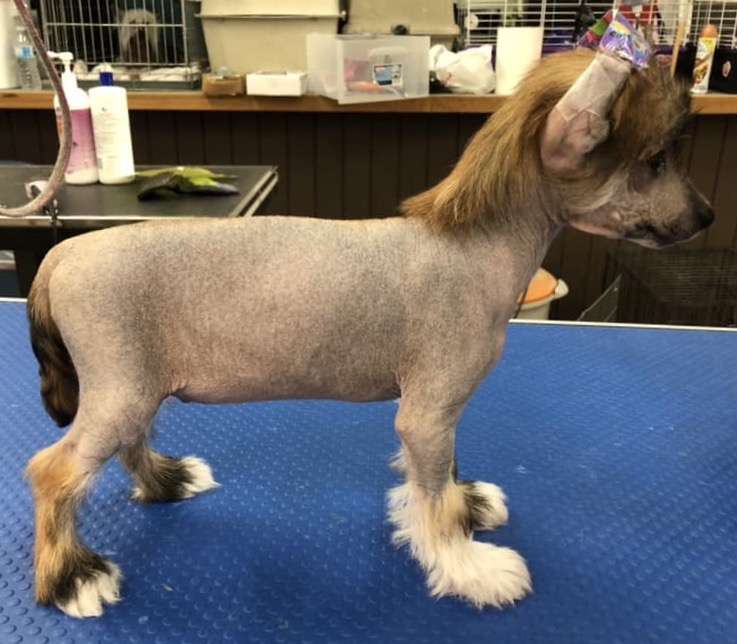 HyKrest Call Me Snowman