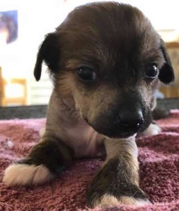 HyKrest Call Me Mrs. Snowman @ FoxFyr