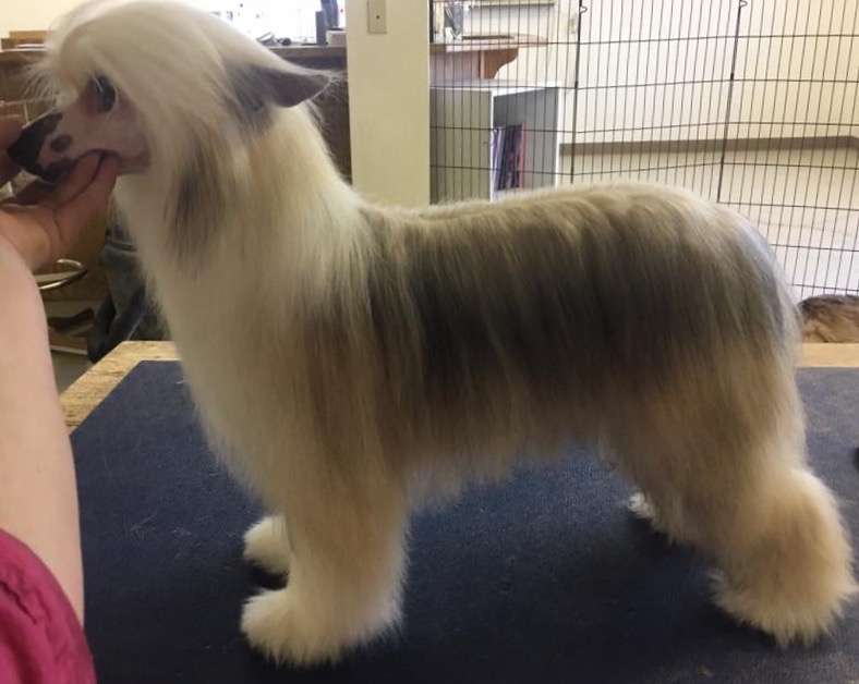 HyKrest Winwood Goin'For Gold