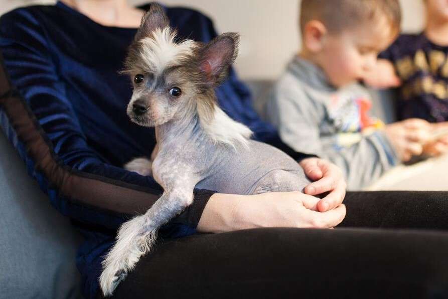 Malak z Pulnocního dvora