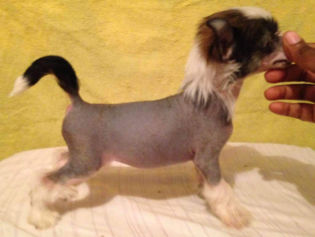 deBahTrio's Spiritual Remember Me For Krishna