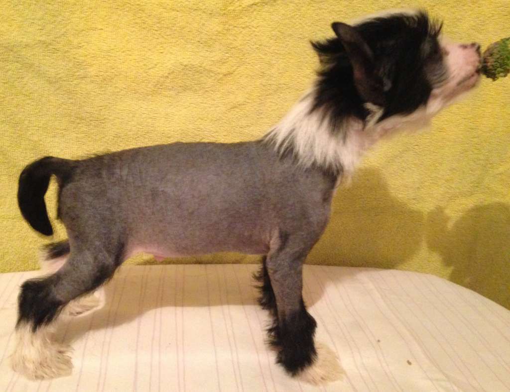 deBahTrio's Spiritual Un Poco Loco