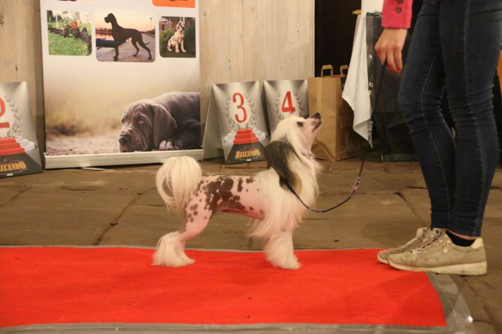 Viona Fortune Orchid Diamond Place