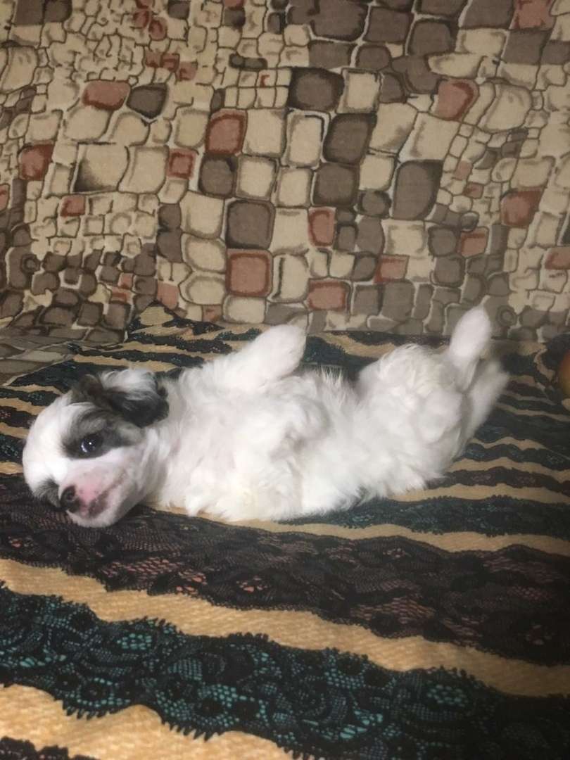 Uslada Nedjnaya Iz Strani Cvetov