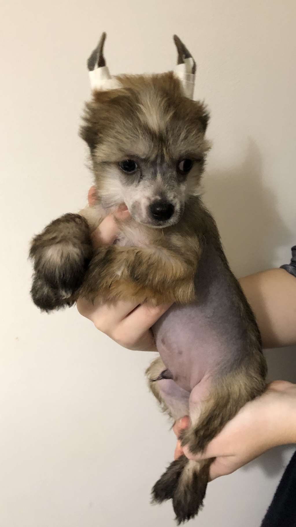 Ugo iz Clana Timurlana