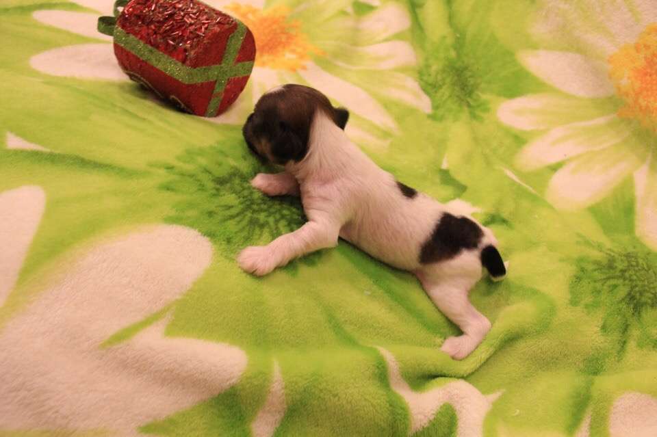 Free Fire Yahont Elmer