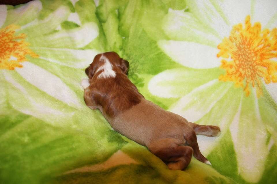 Free Fire Yaksia Vlasta