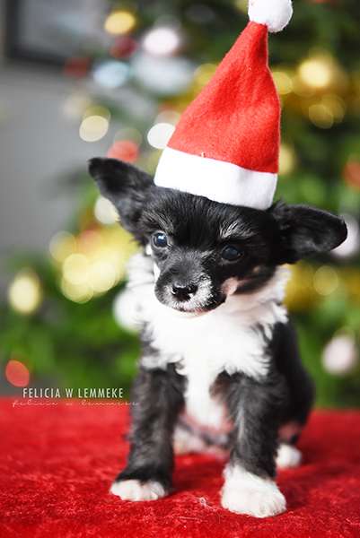 Jean Dark Puff The Magic Dragon