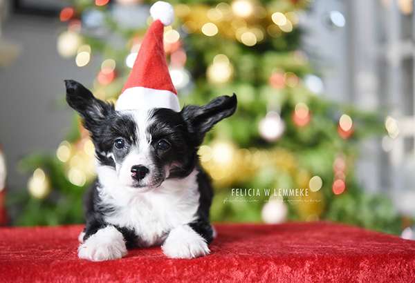 Jean Dark Pinch My Fluff I'm a Puff!