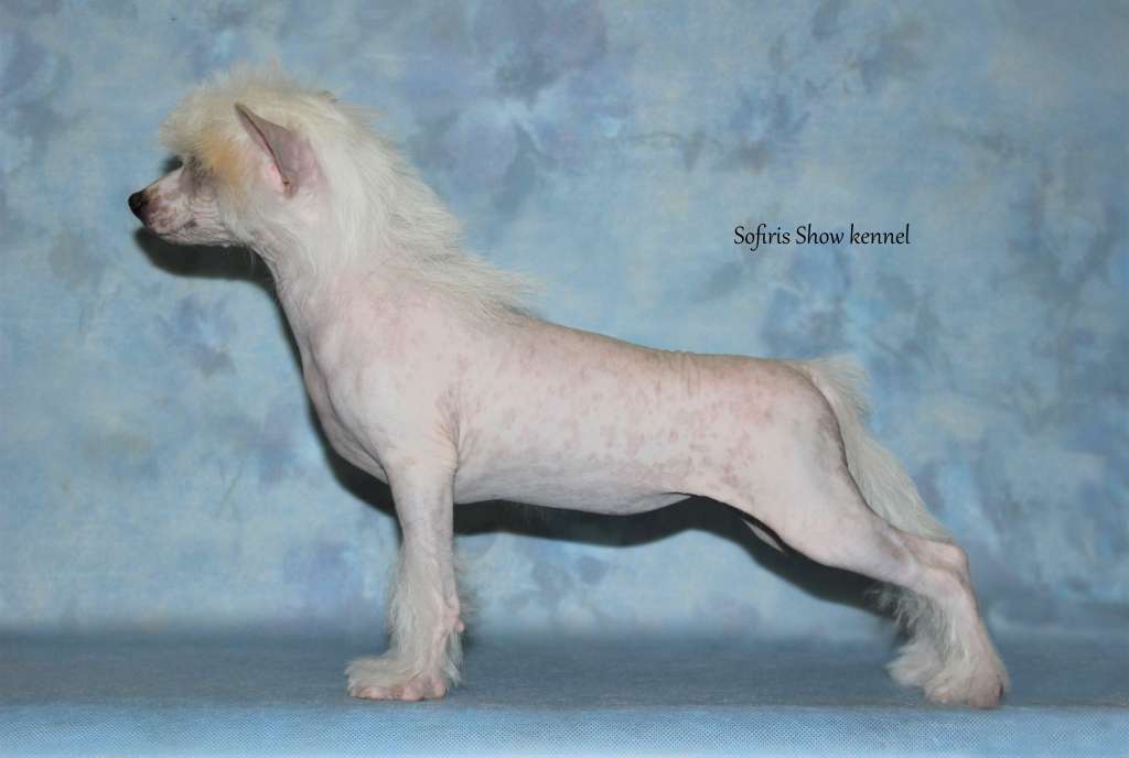 Sofiris  Show Kiss Me