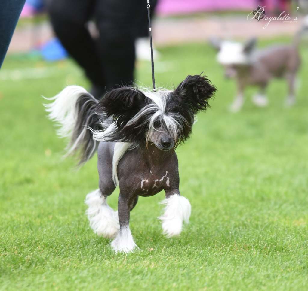 Kaitlin Unicorn Princess Sparkle