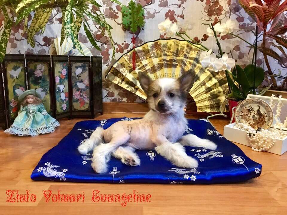 Zlato Volmari Evangeline