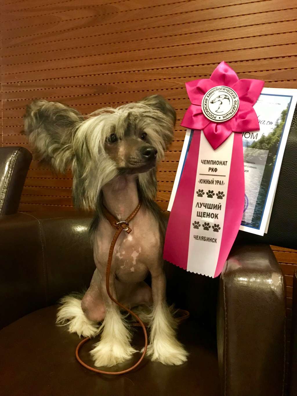 Zlato Volmari Emilia