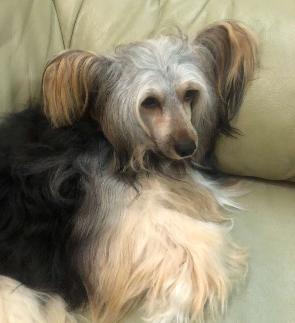 Zlato Volmari Enisei