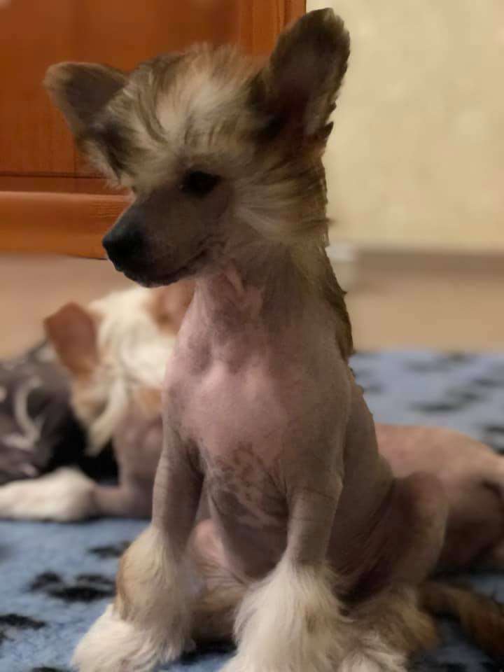 AkDeniz Brother Of Fortune