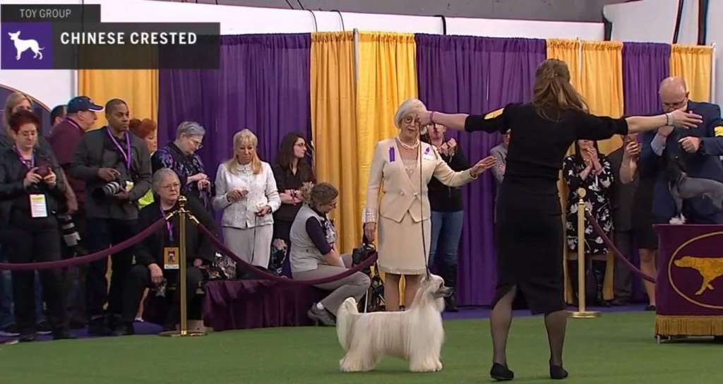 Showstyle's  DRAGON I don't do that tongue thang