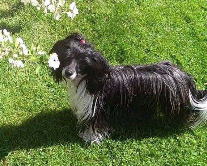 Spirit of Mantra's Tuffsiga Tova