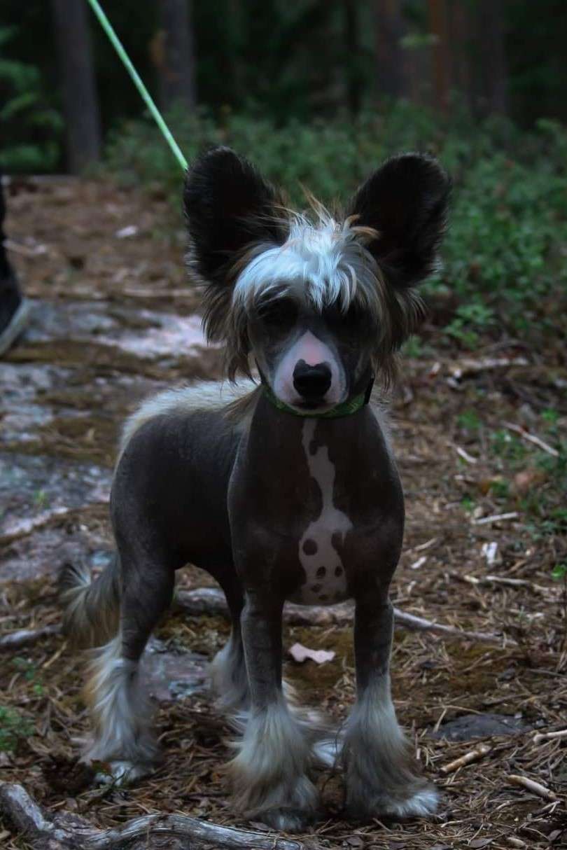 Timanttiliigan Juice