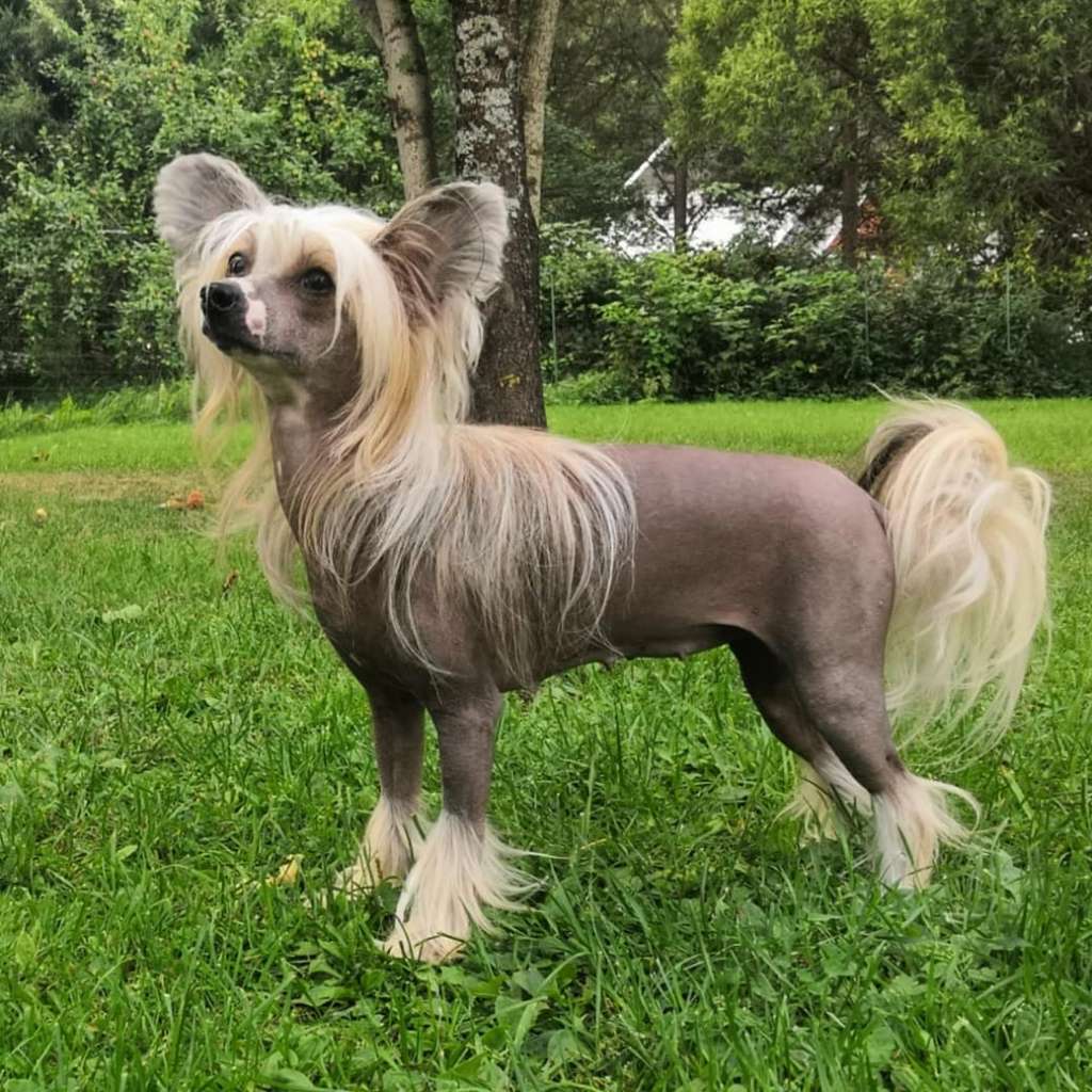 Timanttiliigan Katrihelena