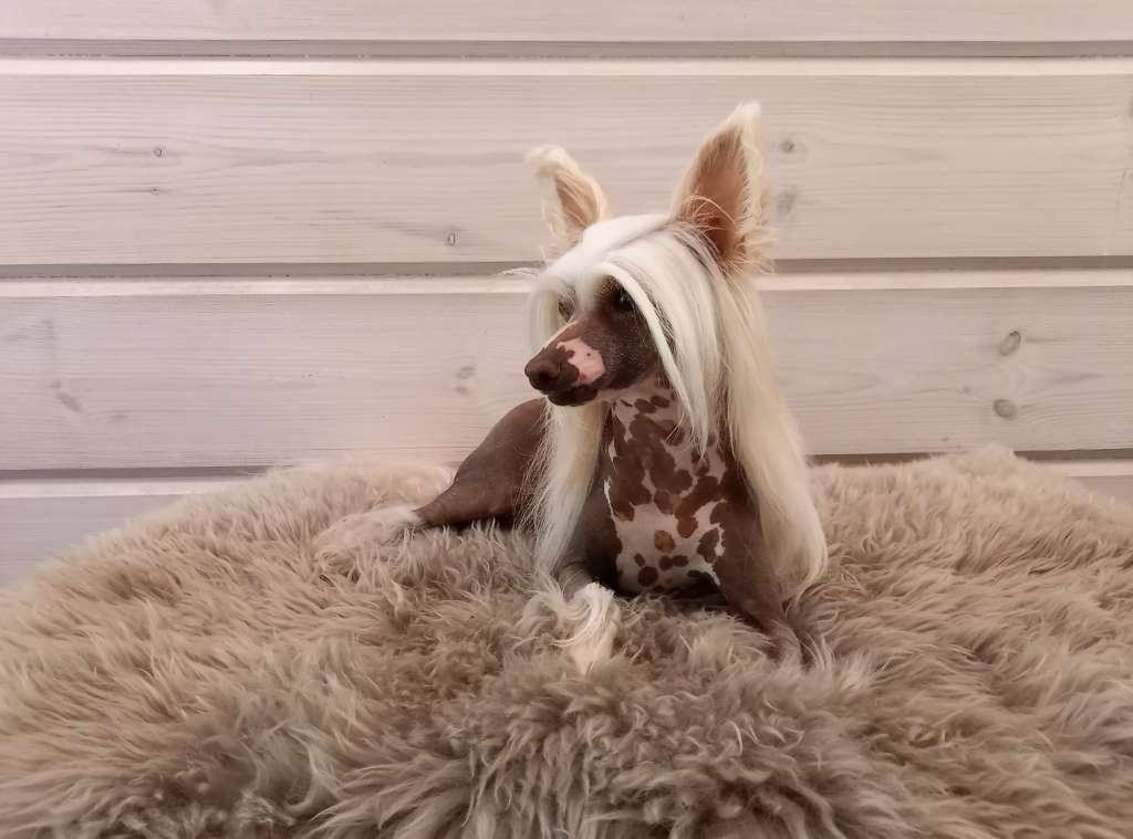 Timanttiliigan Martinus