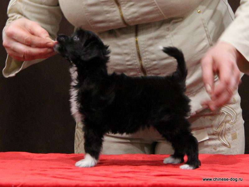 Show Galaktika Tinker Bell