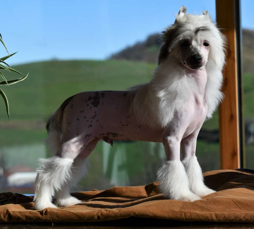 Little Dog Of Dream Over The Rainbow