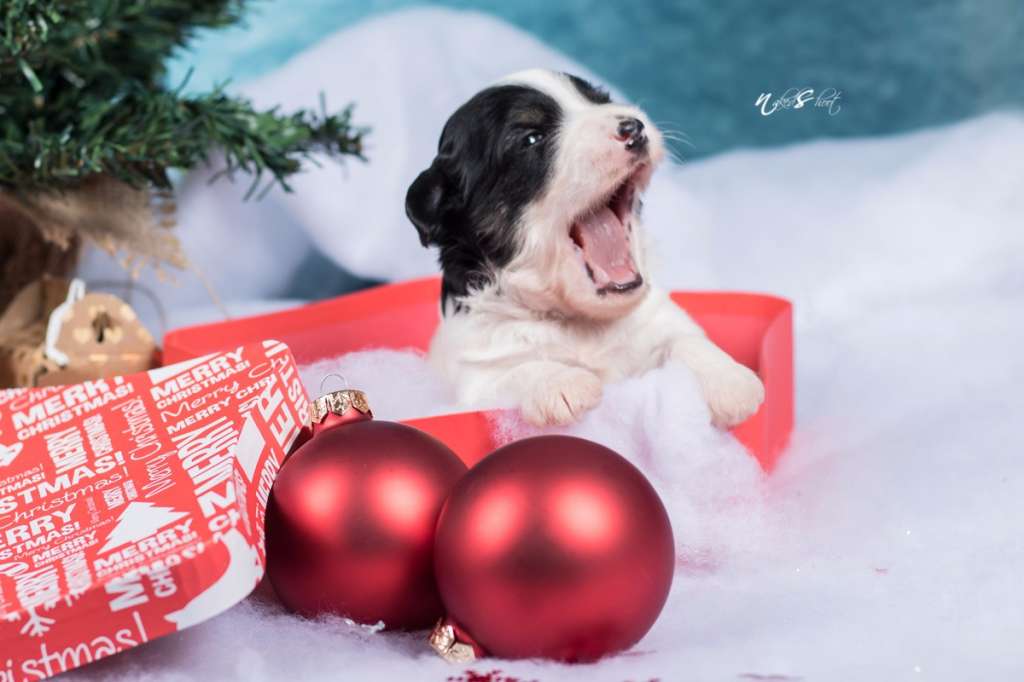 Diederich vom Blühmchen