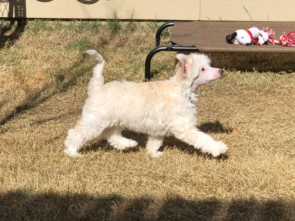 Siam Olyuti Stay Puff Marshmallow Man