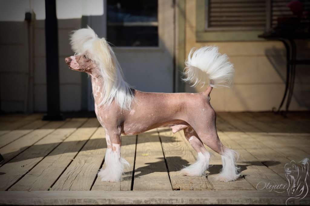 Siam's Twist of Fate With Olyuti