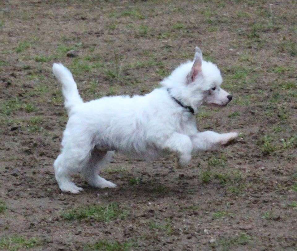 Coeur Blanc Cante Tinza