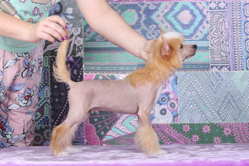 Incanto Del Mondo Shock Is Our Way