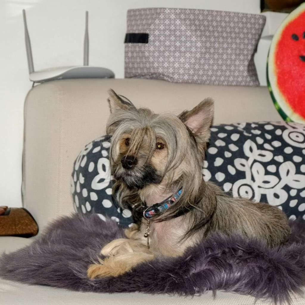 Alinburg Sanni Goldstar