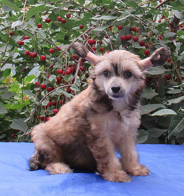 Naimuluna Line Zidan (puff)