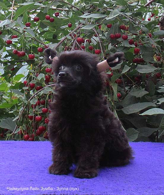 Naimuluna Line Zumba-Zulla (puff)