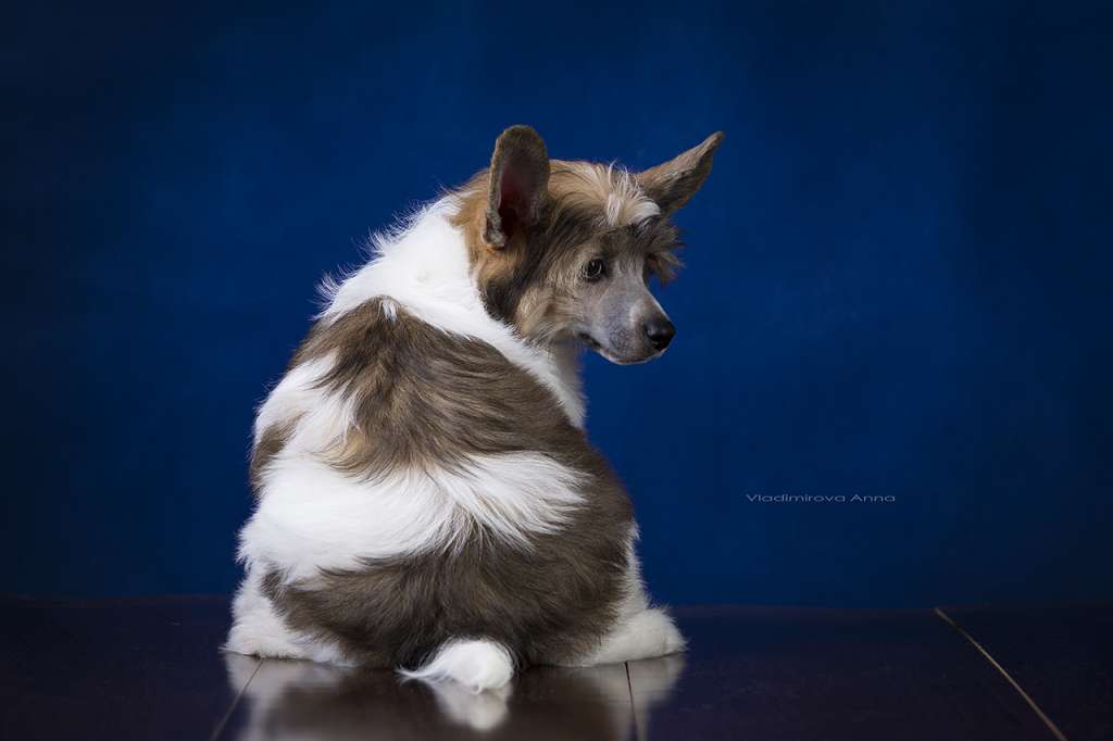 Envy White Vicomte de Valmont