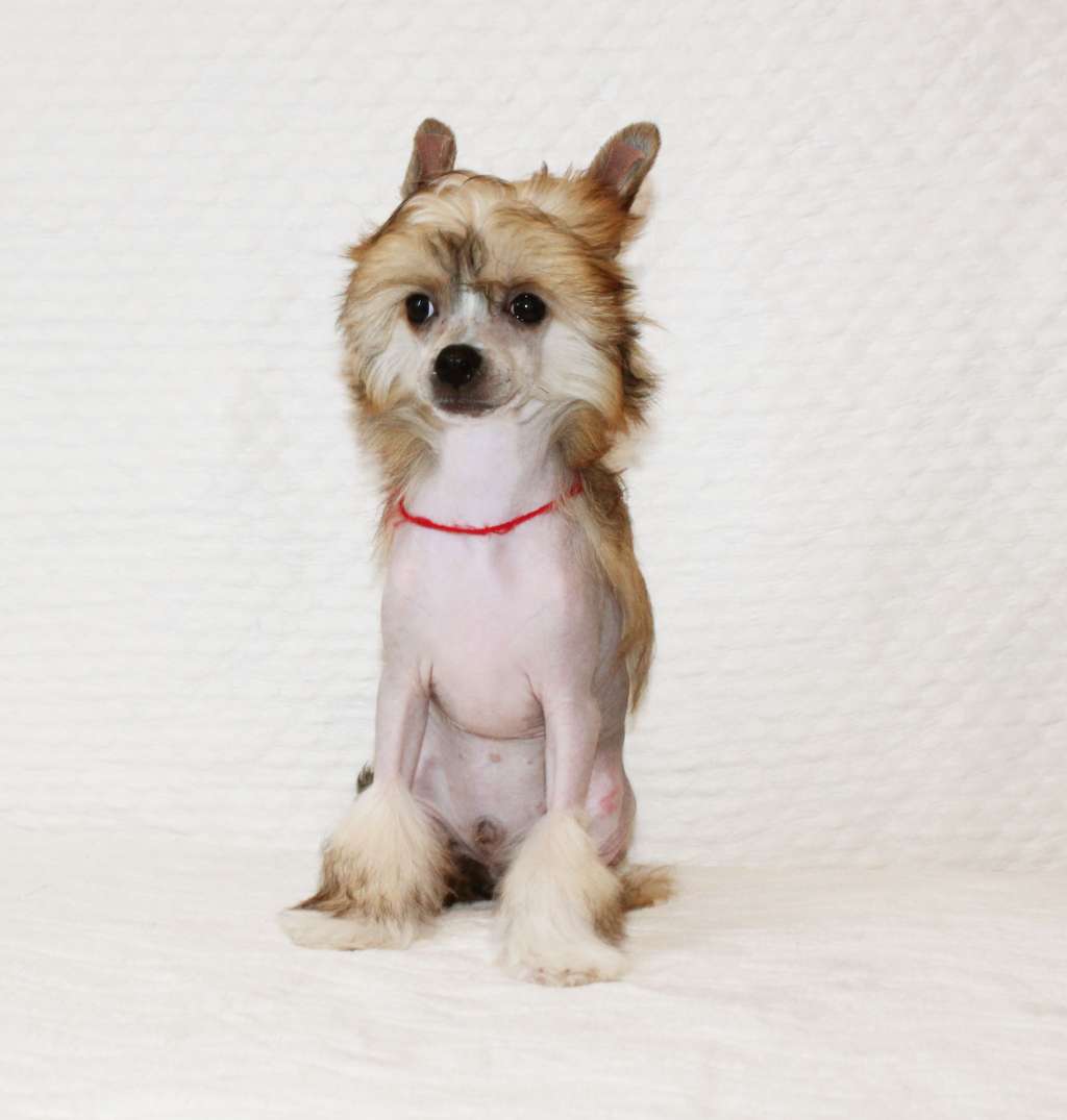 Rolana Family Light of my Heart