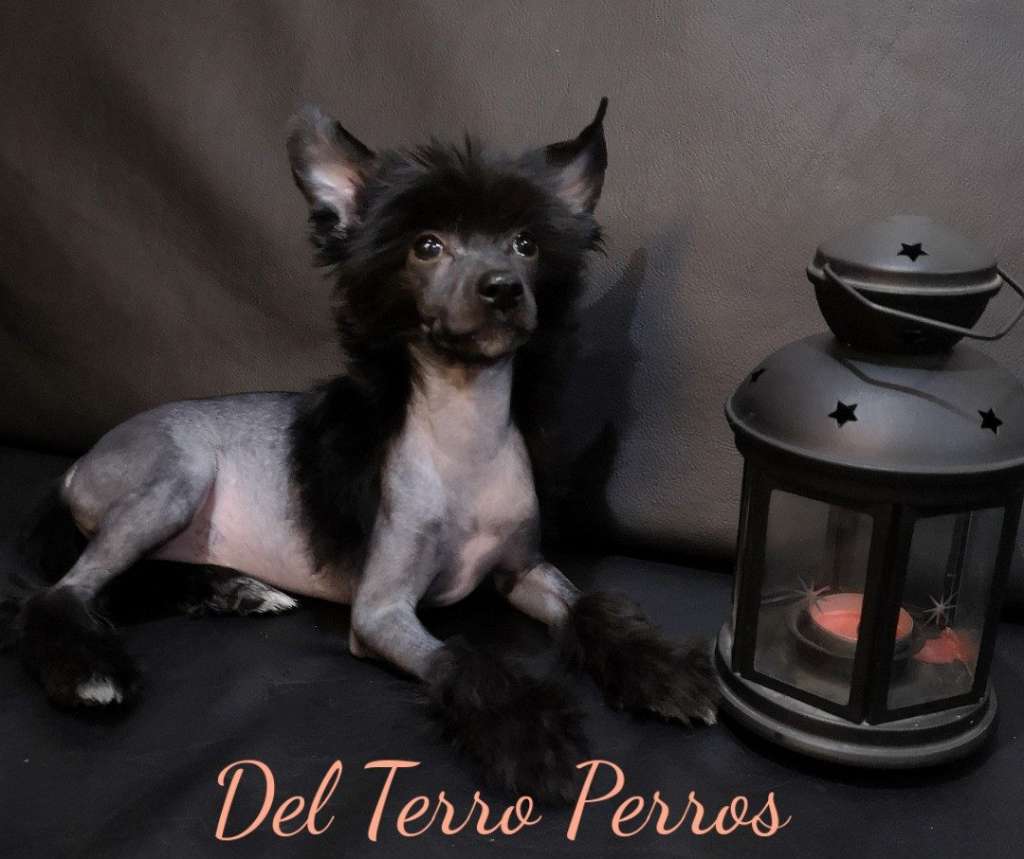 Del Terro Perros Kolambia