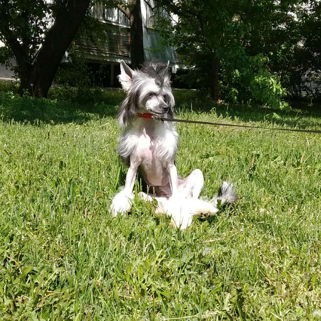 Bassie Black Iz Chudnoy Doliny