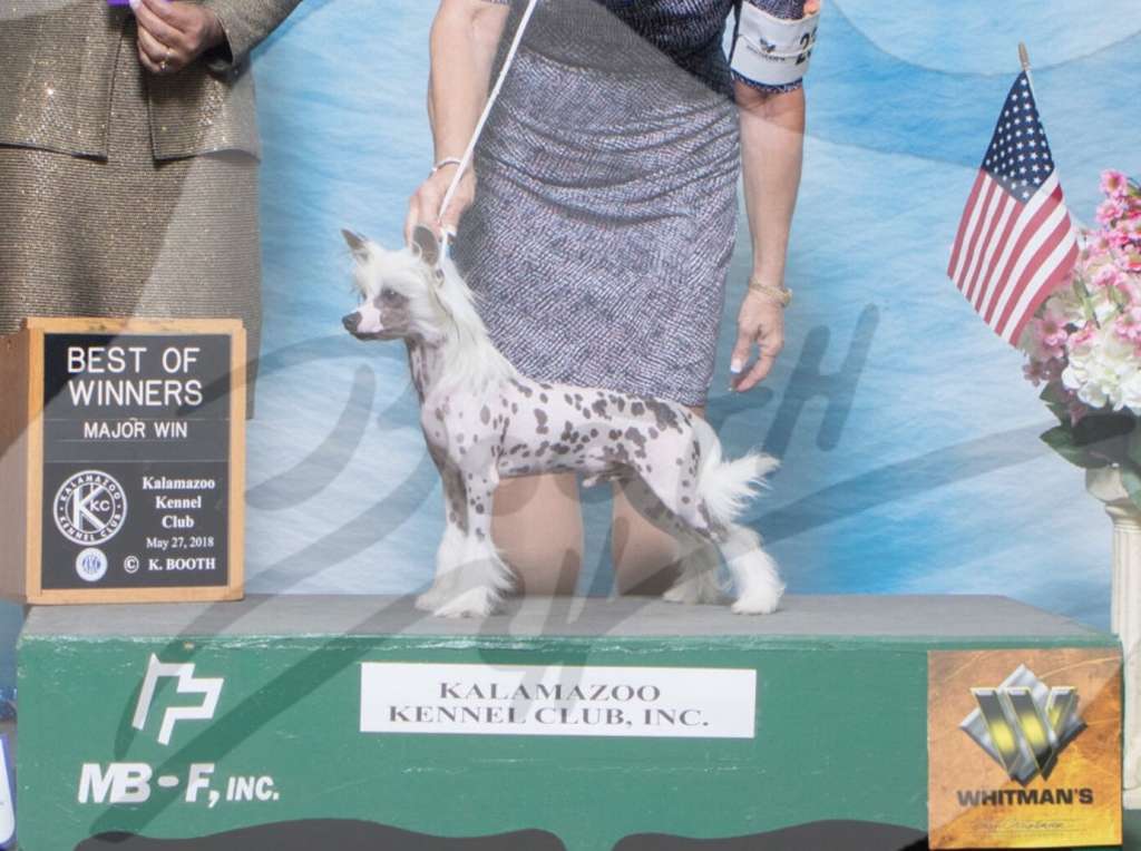 Ch Kaylen's I Believe He's Been Spotted