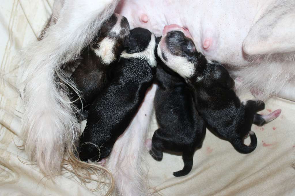 Charuyuschiy Soblazn Zhemchuzhina Nochi