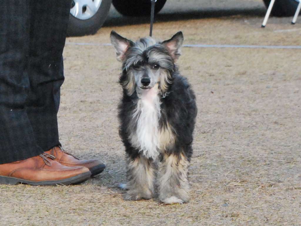 TInker Jp Calla Lily