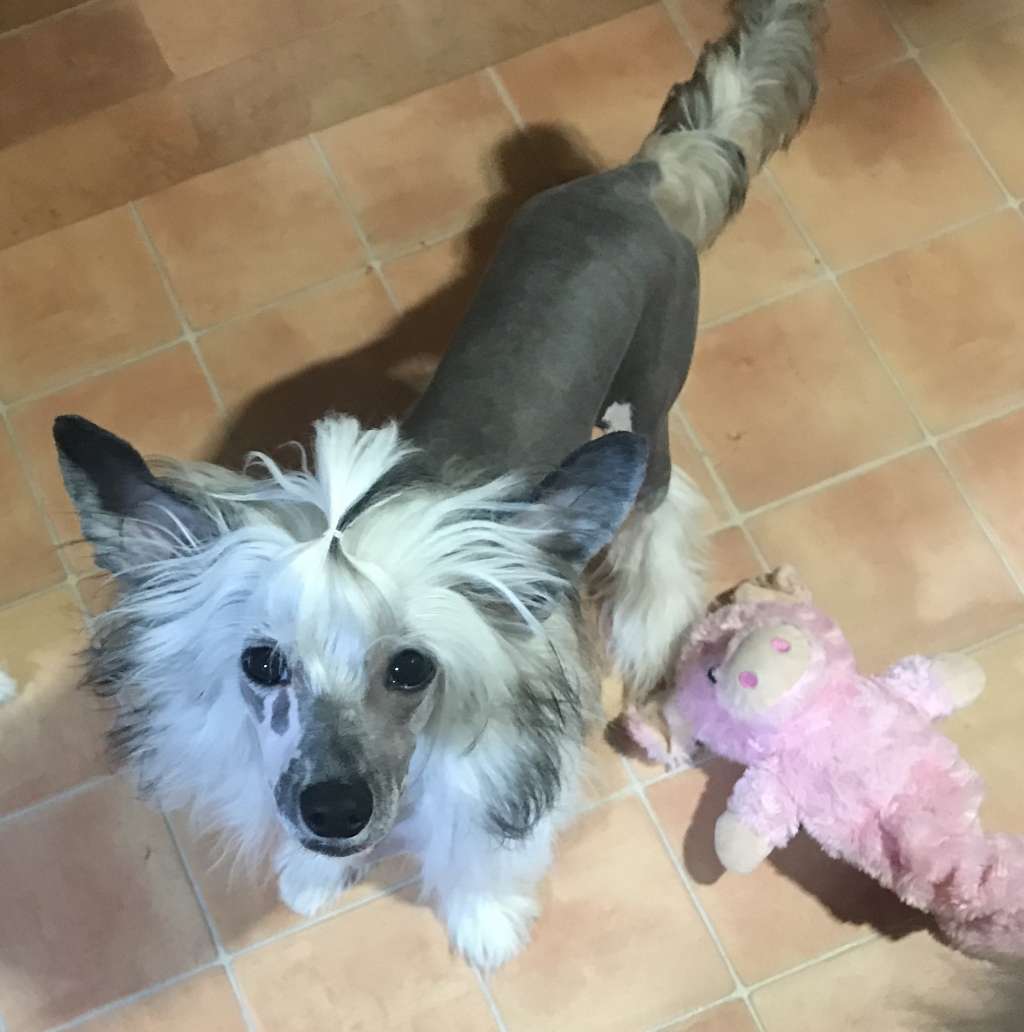 Tinker Jp  Candytuft