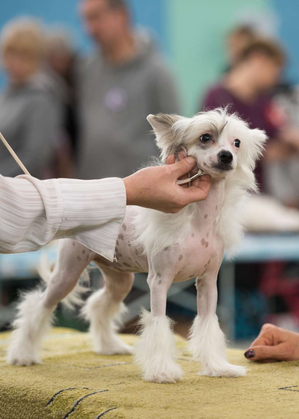 Lina'S Beauty Caramel