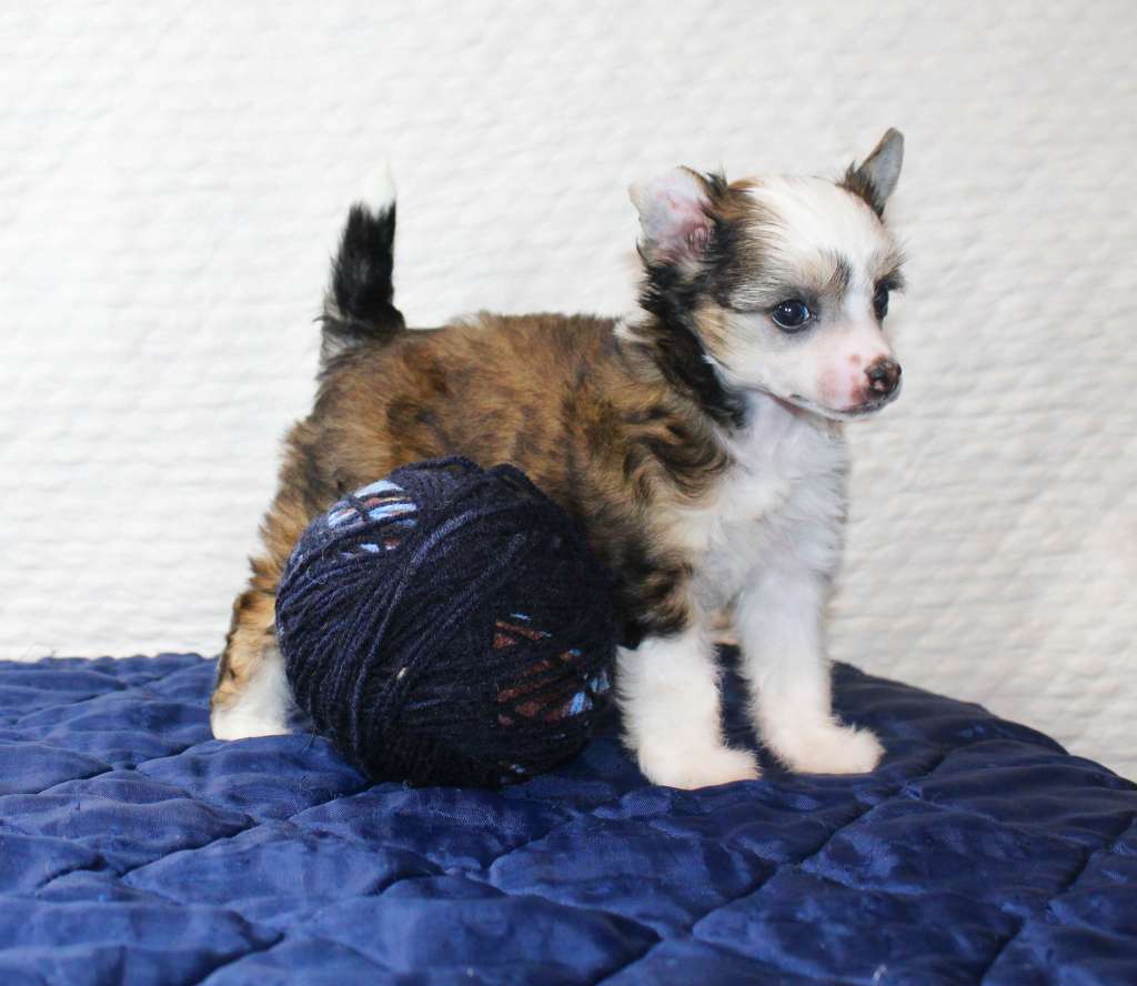 Charuyuschiy Soblazn Dear minx my